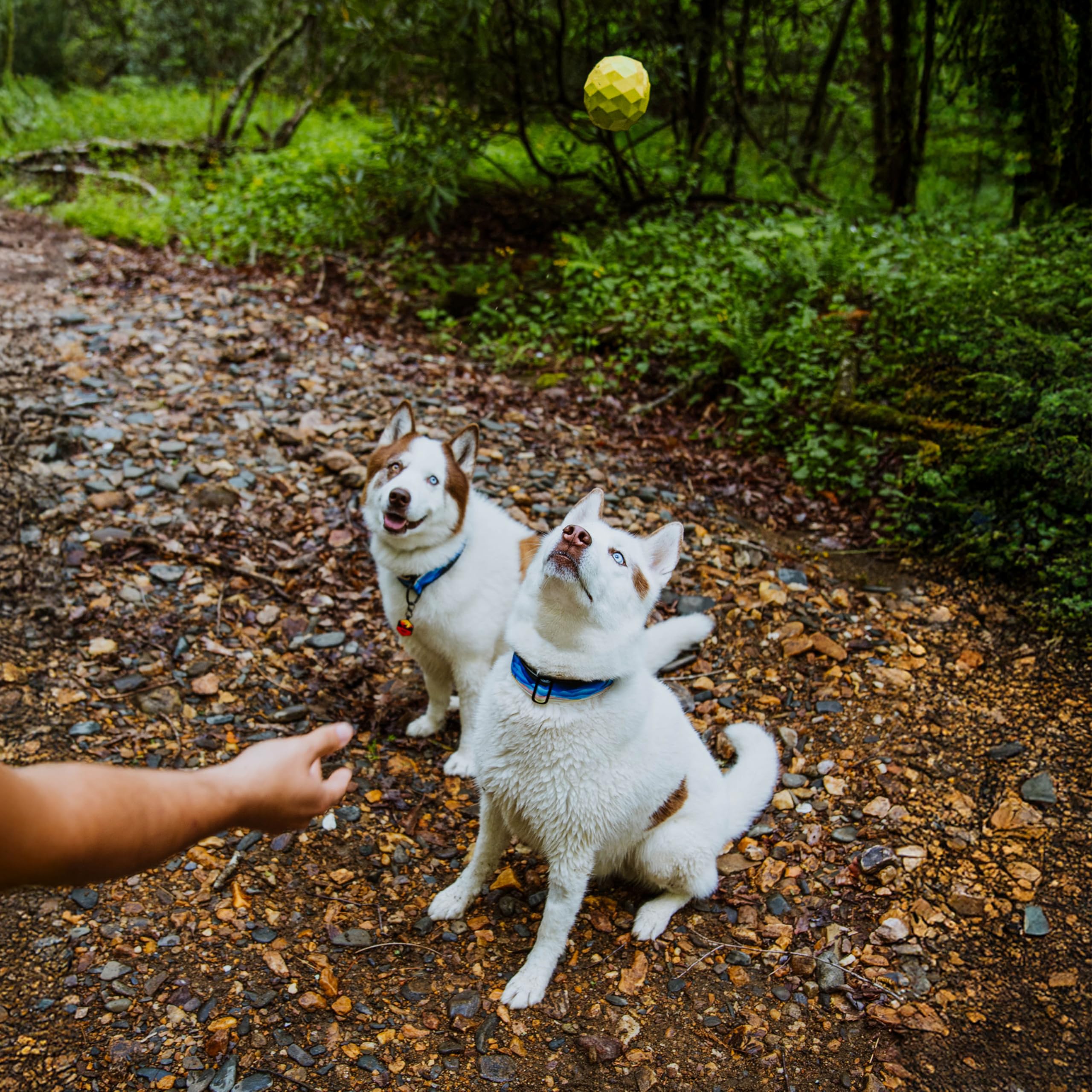 Playology Hound2O bright yellow toy boosts visibility for safer backyard chases.