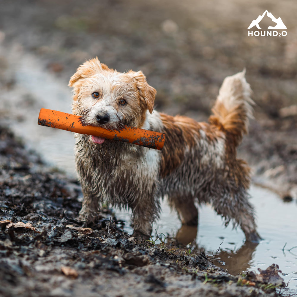 Playology Hound2O hollow-treat slot adds a tasty challenge during fetch
