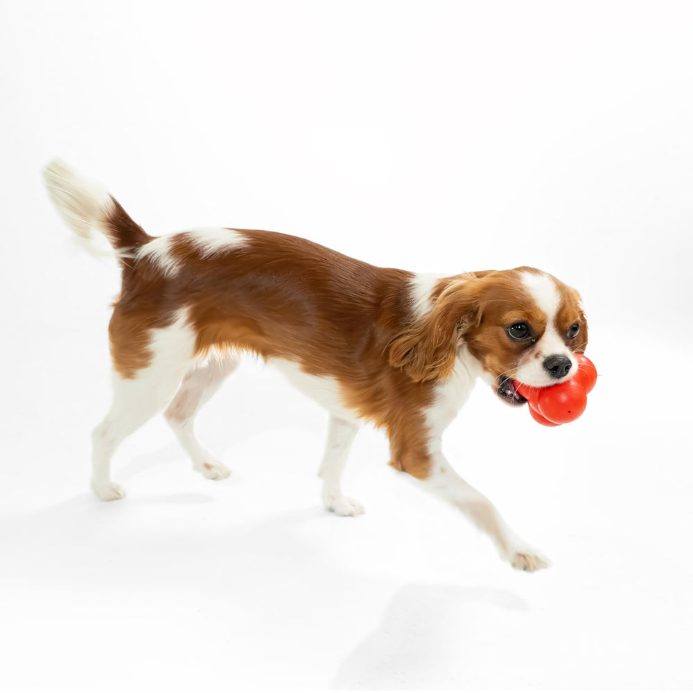 Playology jumbo dog toy sized for larger breeds 50 lbs and up.