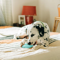 Playology jumbo peanut butter scented toy highlighting inviting aroma during play.