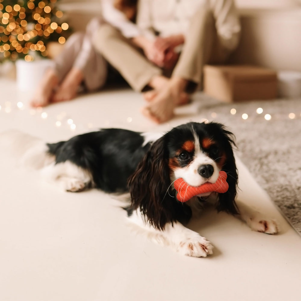 Playology medium-size bone for dogs up to 50 lb.