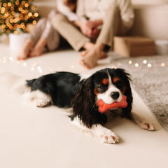 Playology medium-size bone for dogs up to 50 lb.