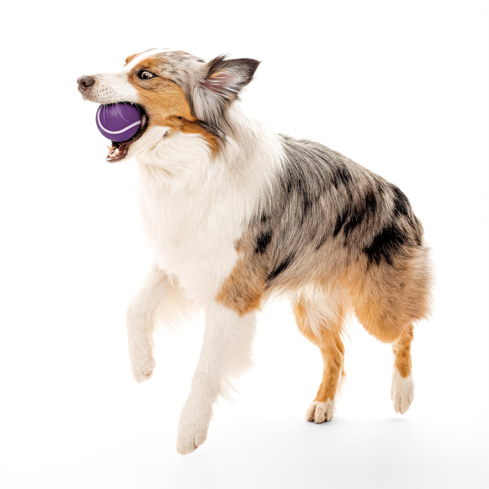 Playology Squeaky Chew Ball durable rubber withstands big dog chew sessions