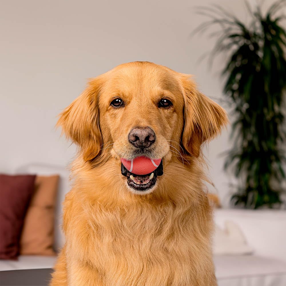 Playology Squeaky Chew Ball floating for water fetch activities.