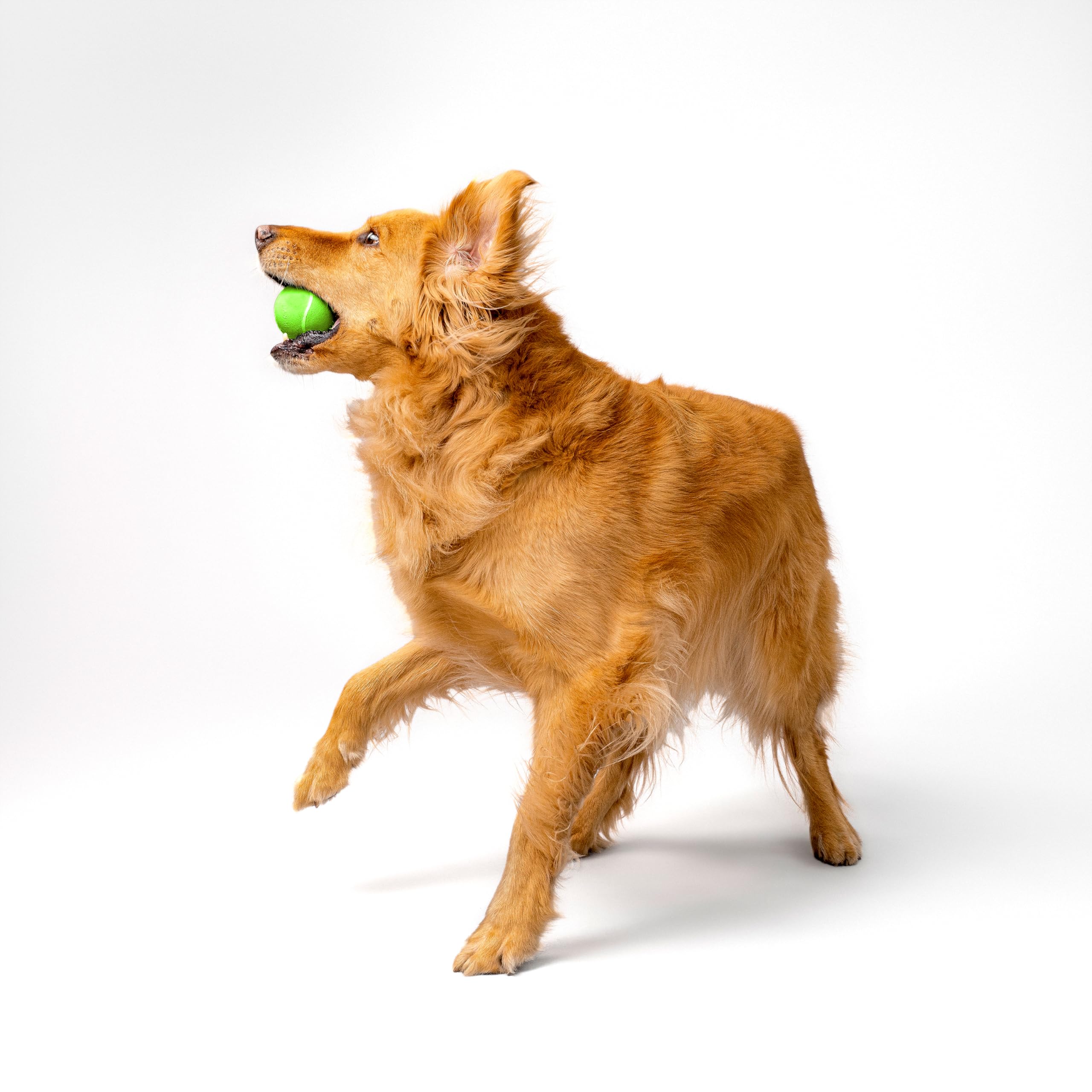 Playology Squeaky Chew Ball floating-water-fetch highlights easy pool-to-land retrieval during water play.