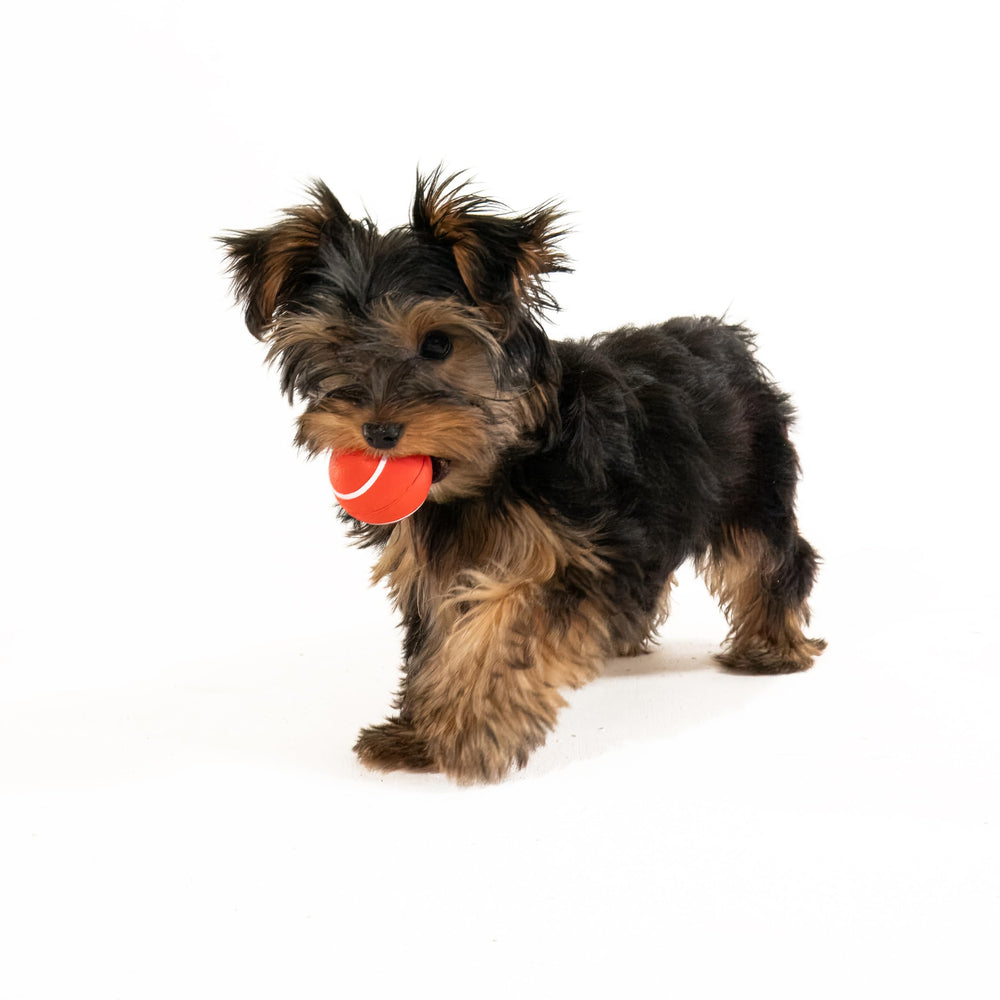 Playology Squeaky Chew Ball floats for water fetch in pool or lake