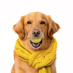 Playology Squeaky Chew Ball floating in water for fetch