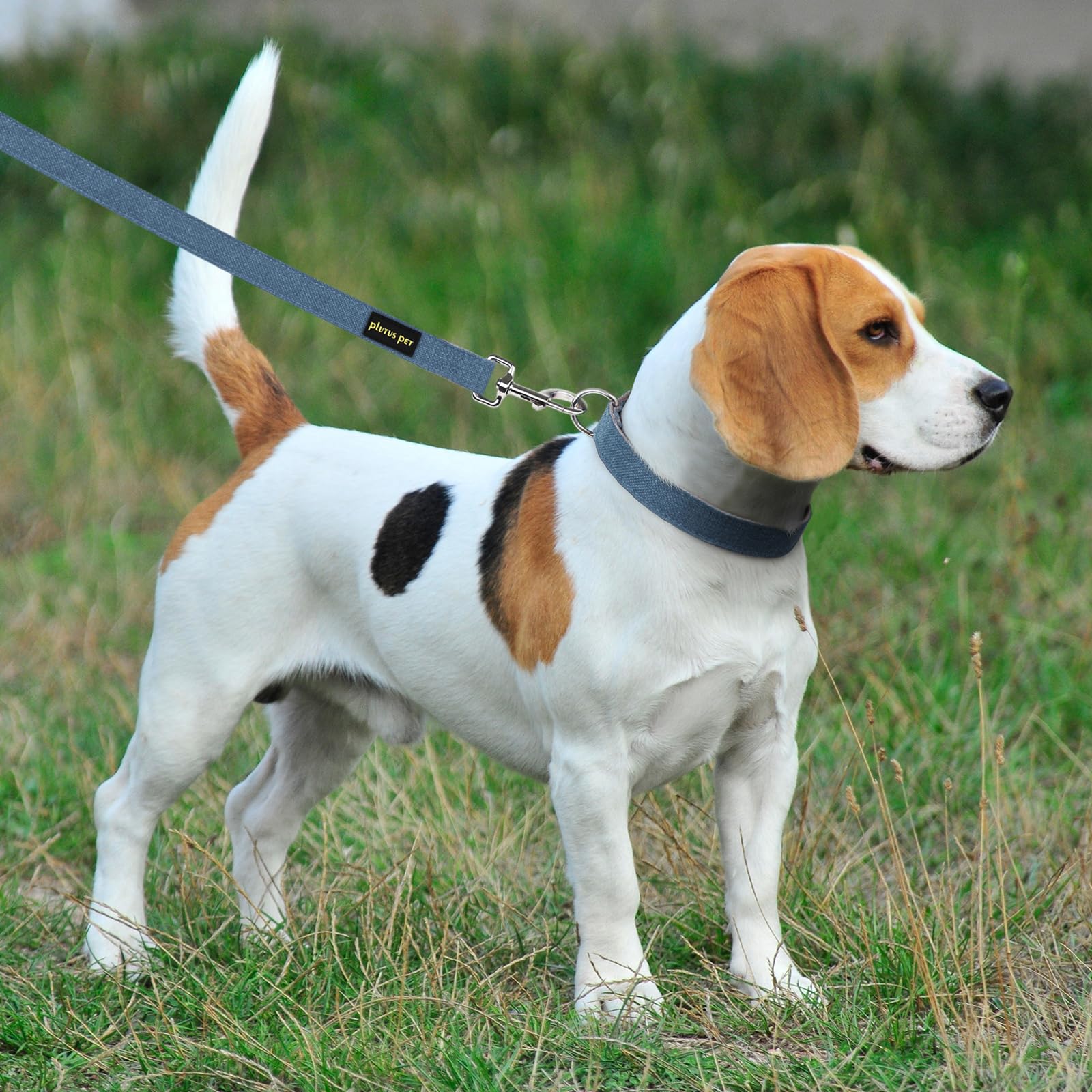 PLUTUS PET collar-leash set closeup illustrates complete daily-walk solution.