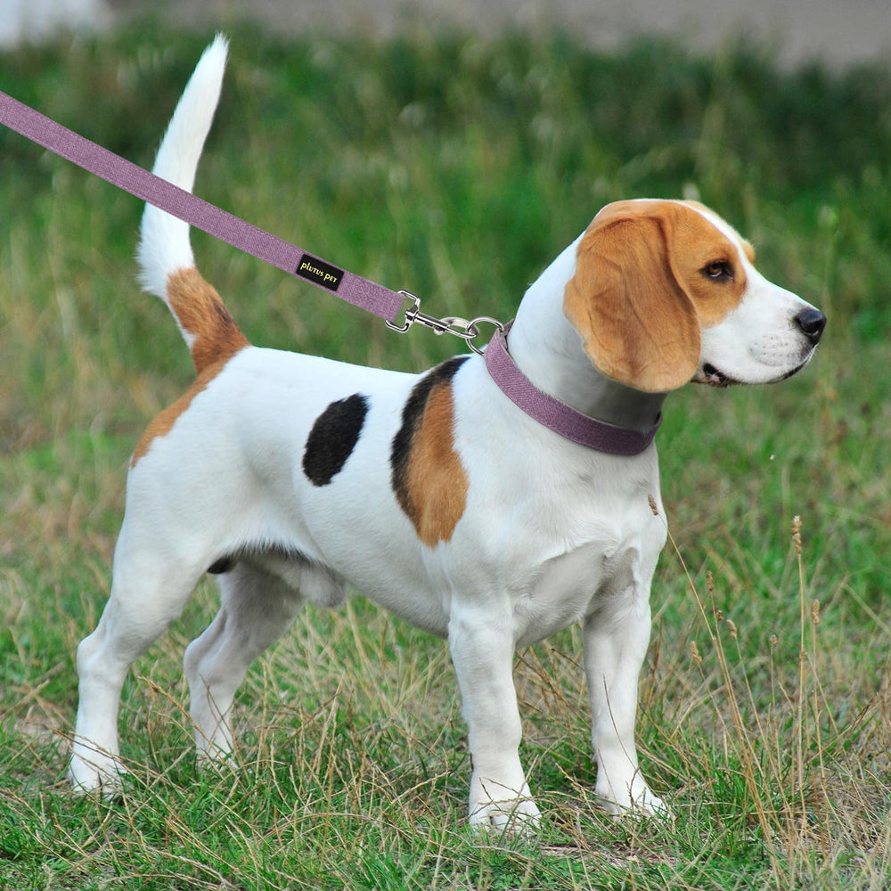 Plutus Pet dog wearing lavender collar set during a walk—stylish and safe