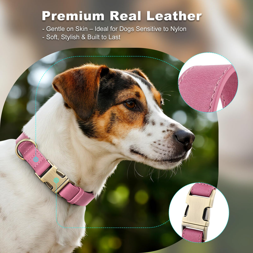 Plutus Pet quick release buckle collar enabling fast transitions during walks and grooming