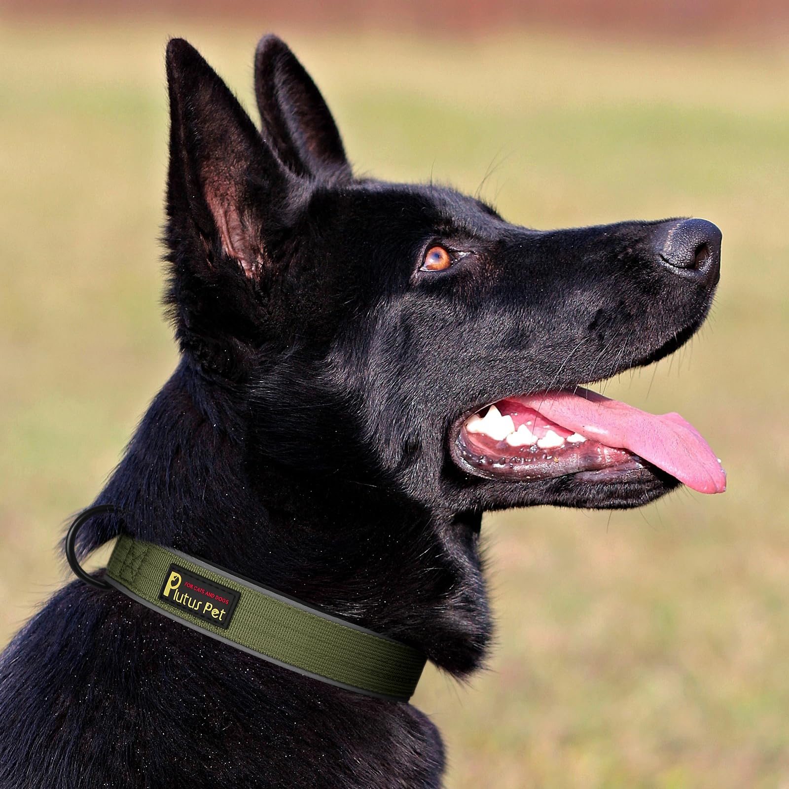 Plutus Pet tactical collar worn by dog during outdoor activity