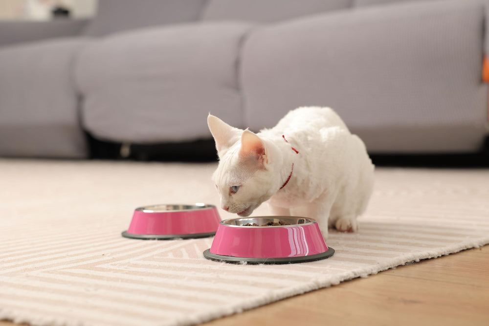 Podinor two-pack dog bowls provide convenient, durable feeding for meals.
