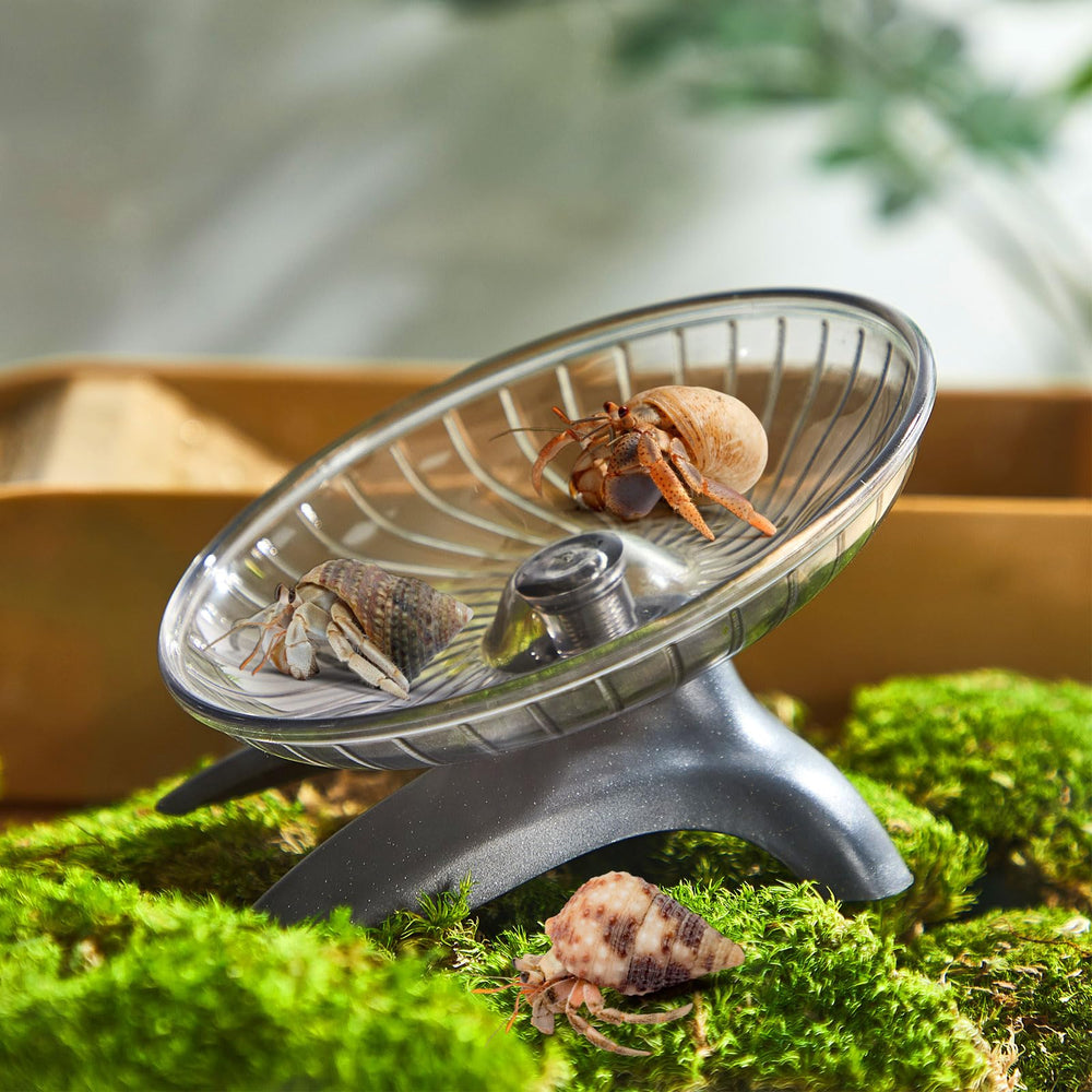 Poen wheel toy is easy to clean, maintaining a tidy habitat.