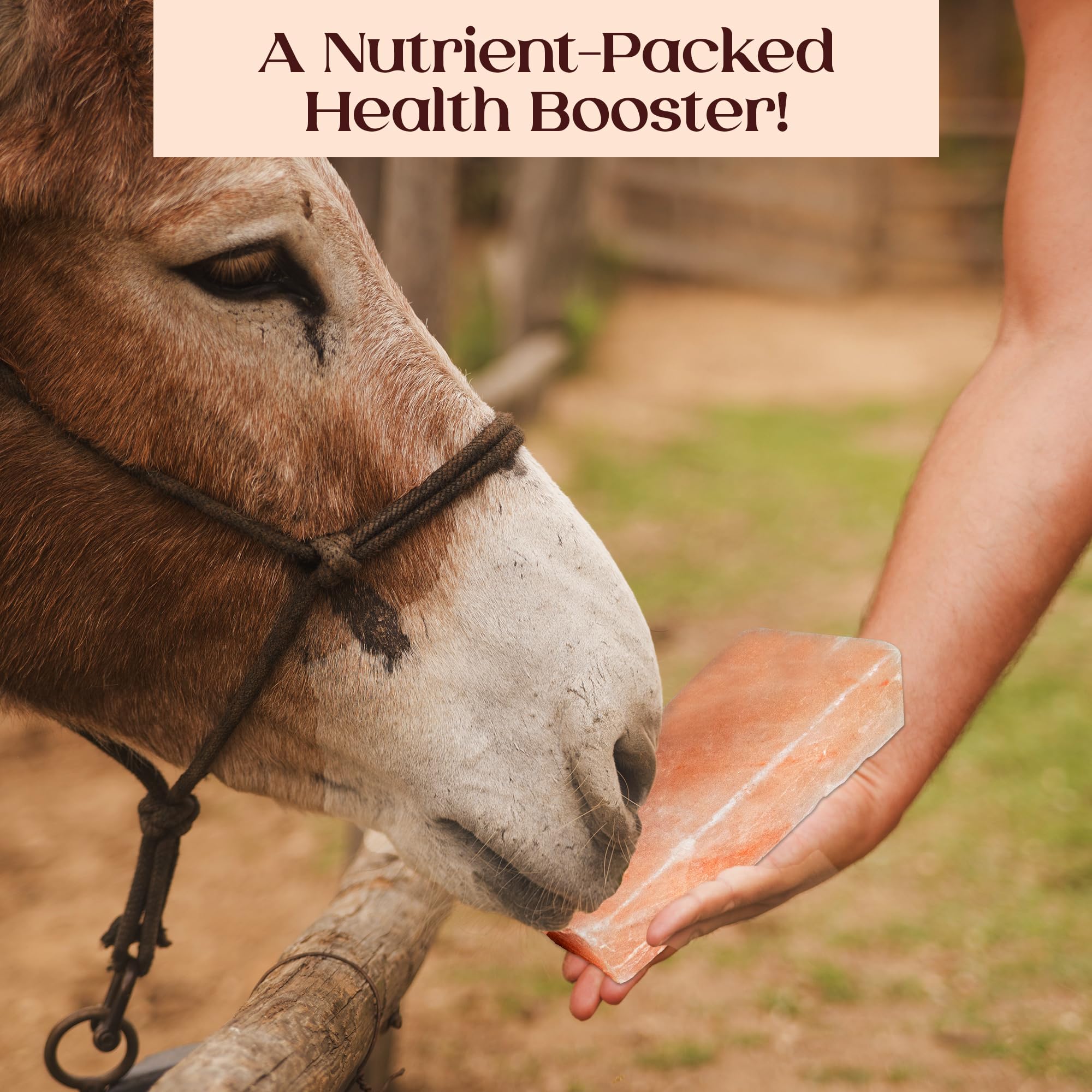 POHS Himalayan salt block positioned in pasture encouraging regular animal visits.