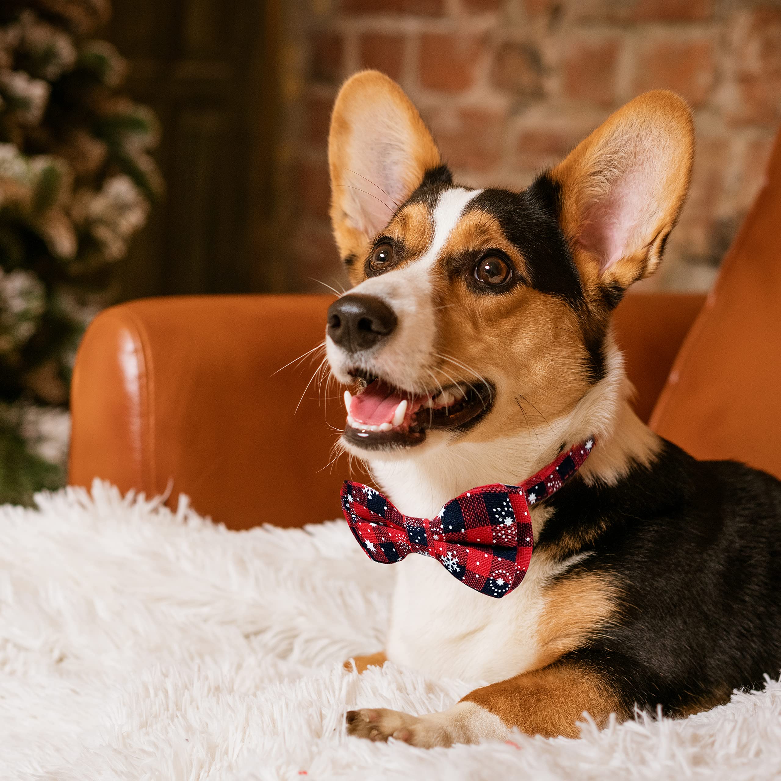 Pohshido adjustable collar (16-27 inches)—fits many dogs.