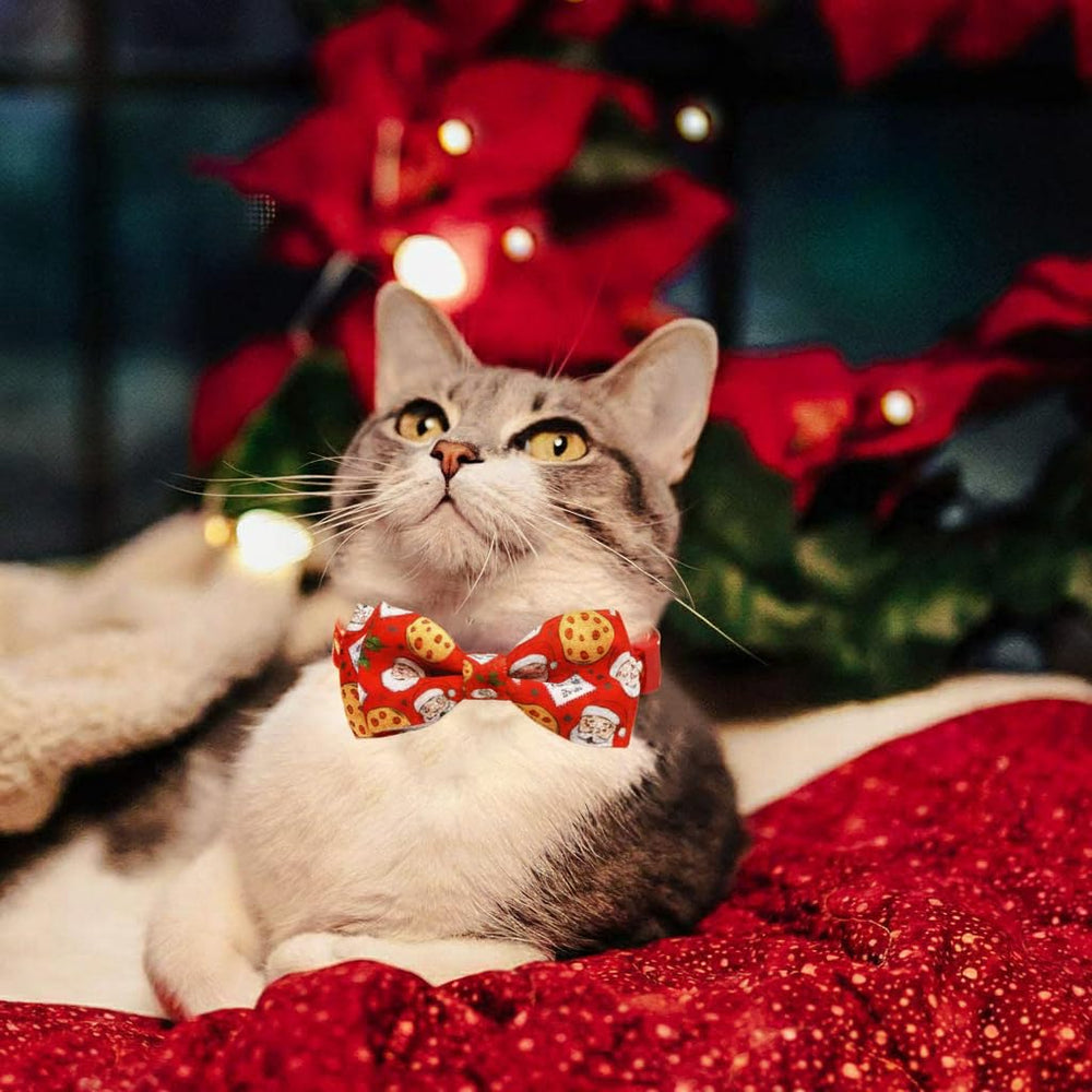 Pohshido adjustable neck collar demonstrates comfortable fit for kittens.