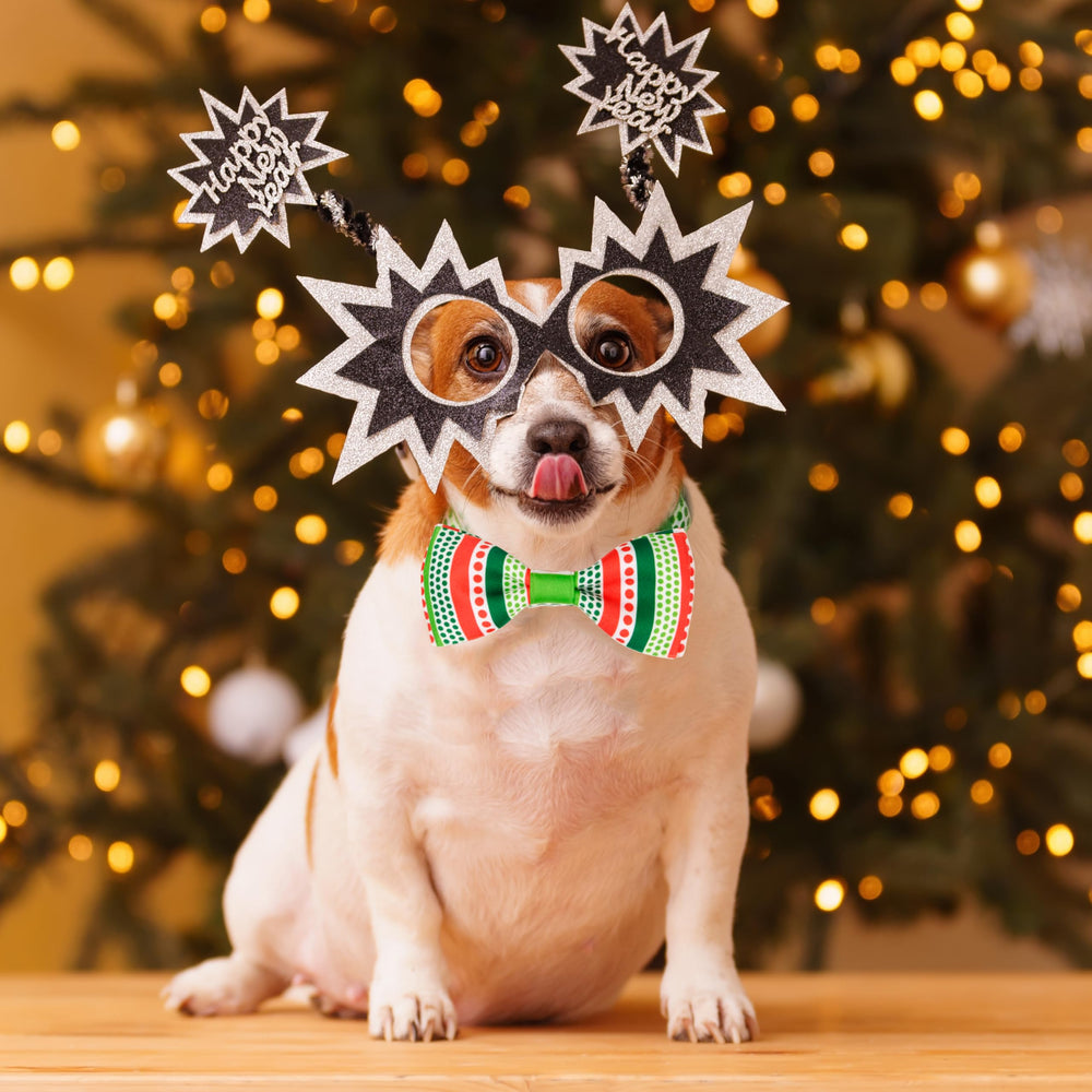 Pohshido bow tie adds festive charm to small and medium dogs