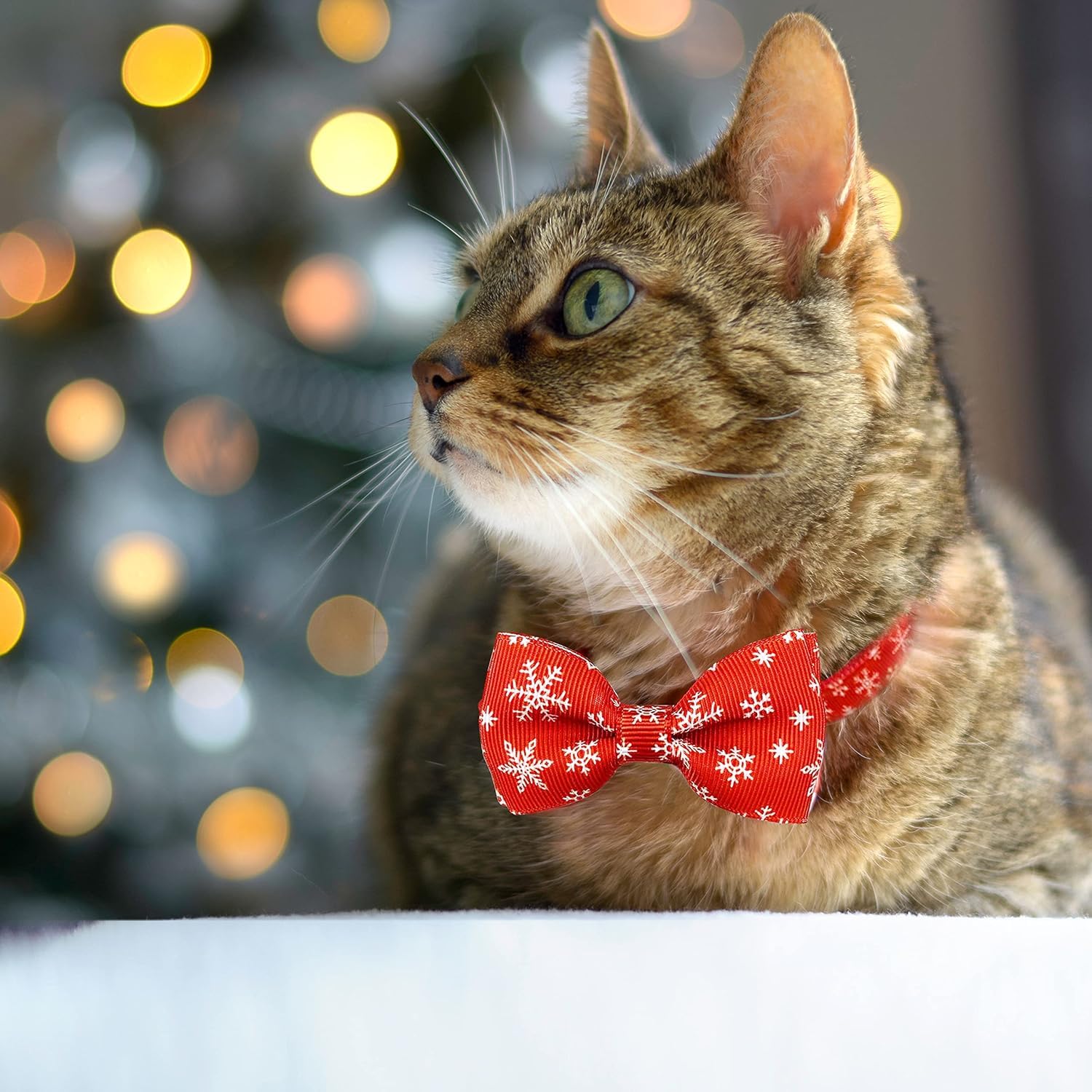 Pohshido cat bow tie collar holiday look on cat image highlights festive season styling
