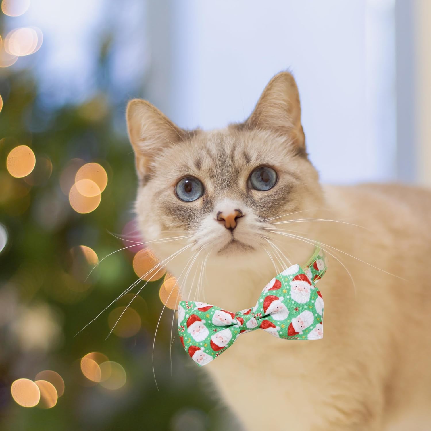Pohshido collar with D-ring and bell helps locate your pet indoors