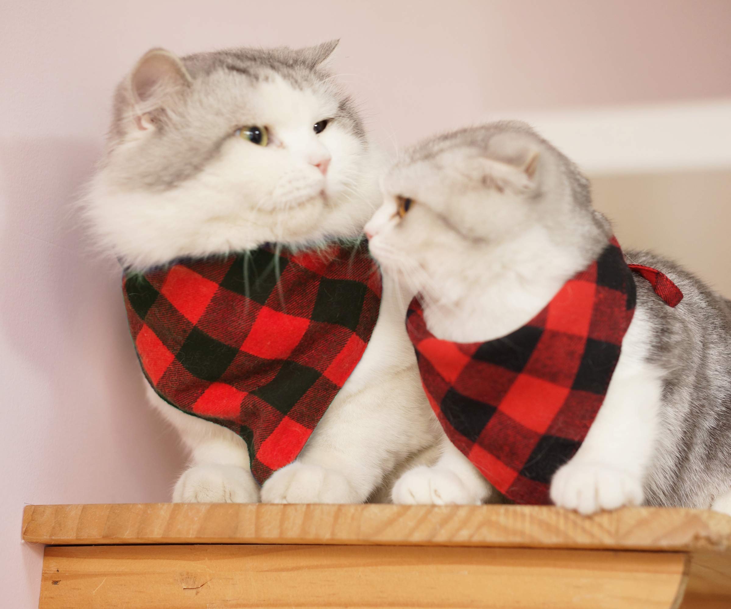 Pohshido model wearing bandana for cute pet photos