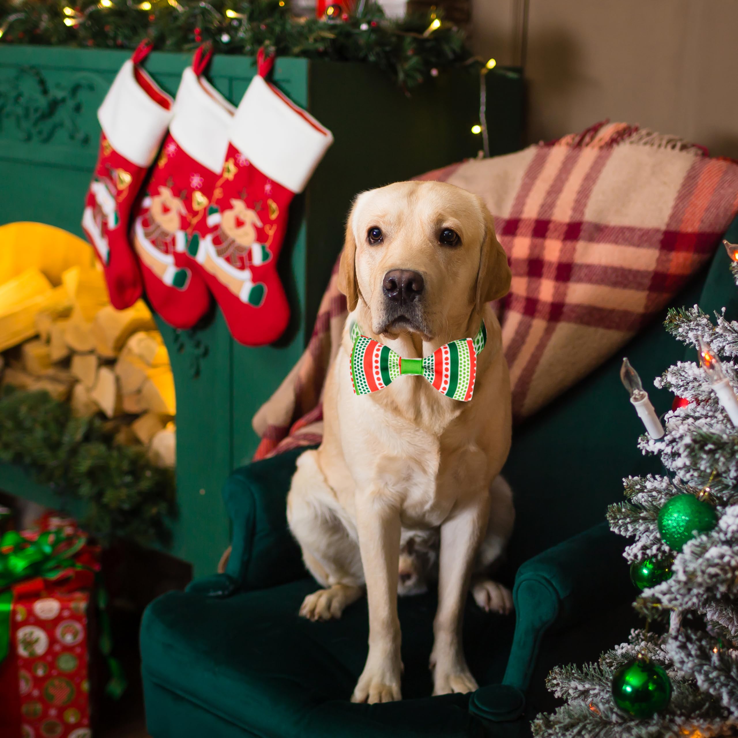 Pohshido holiday outfit set ideal for pet photos and gatherings
