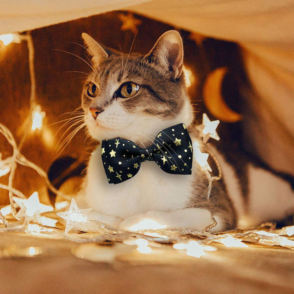 Pohshido Starshine rainbow collar on cat for cheerful style.