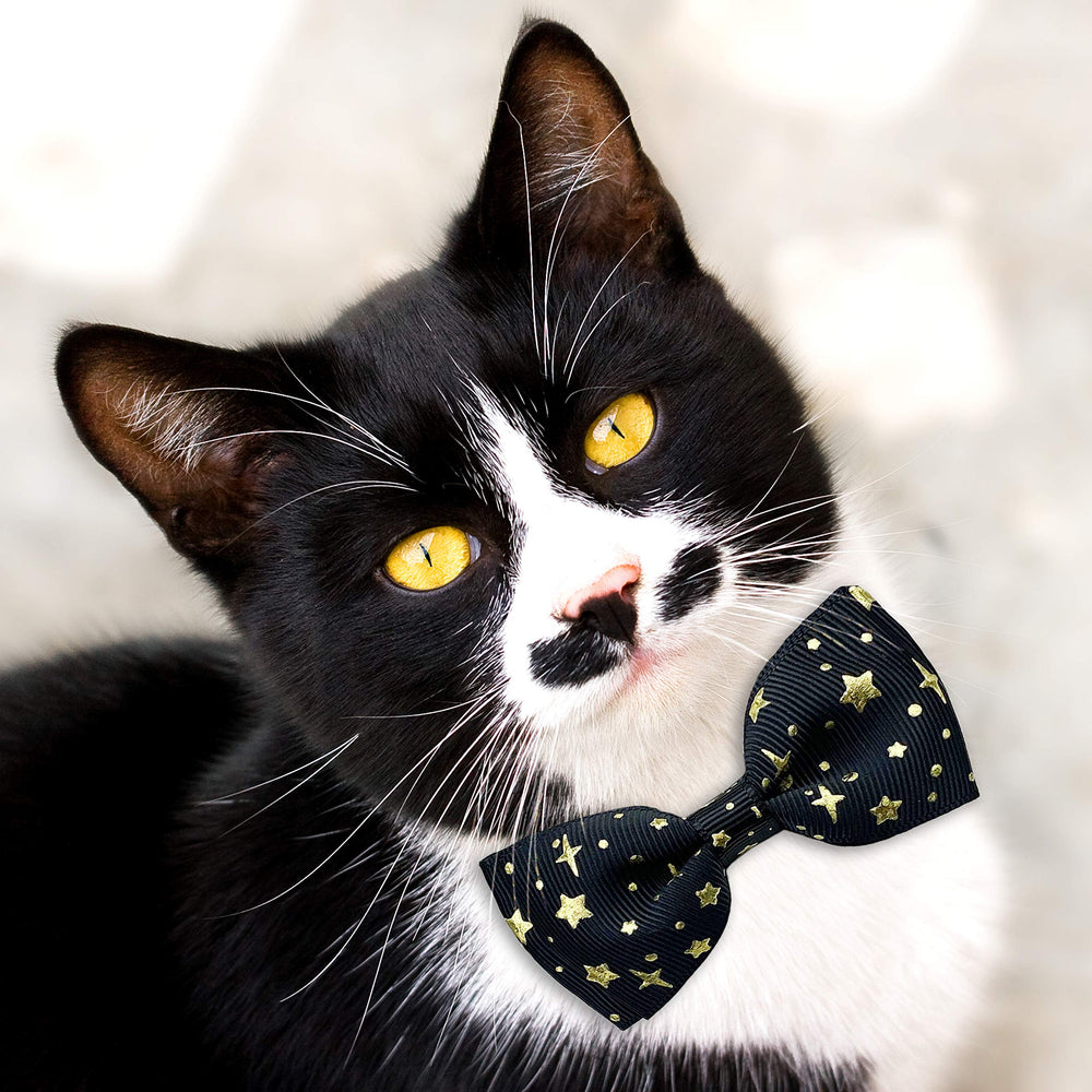 Pohshido two-pack collars for versatile looks.
