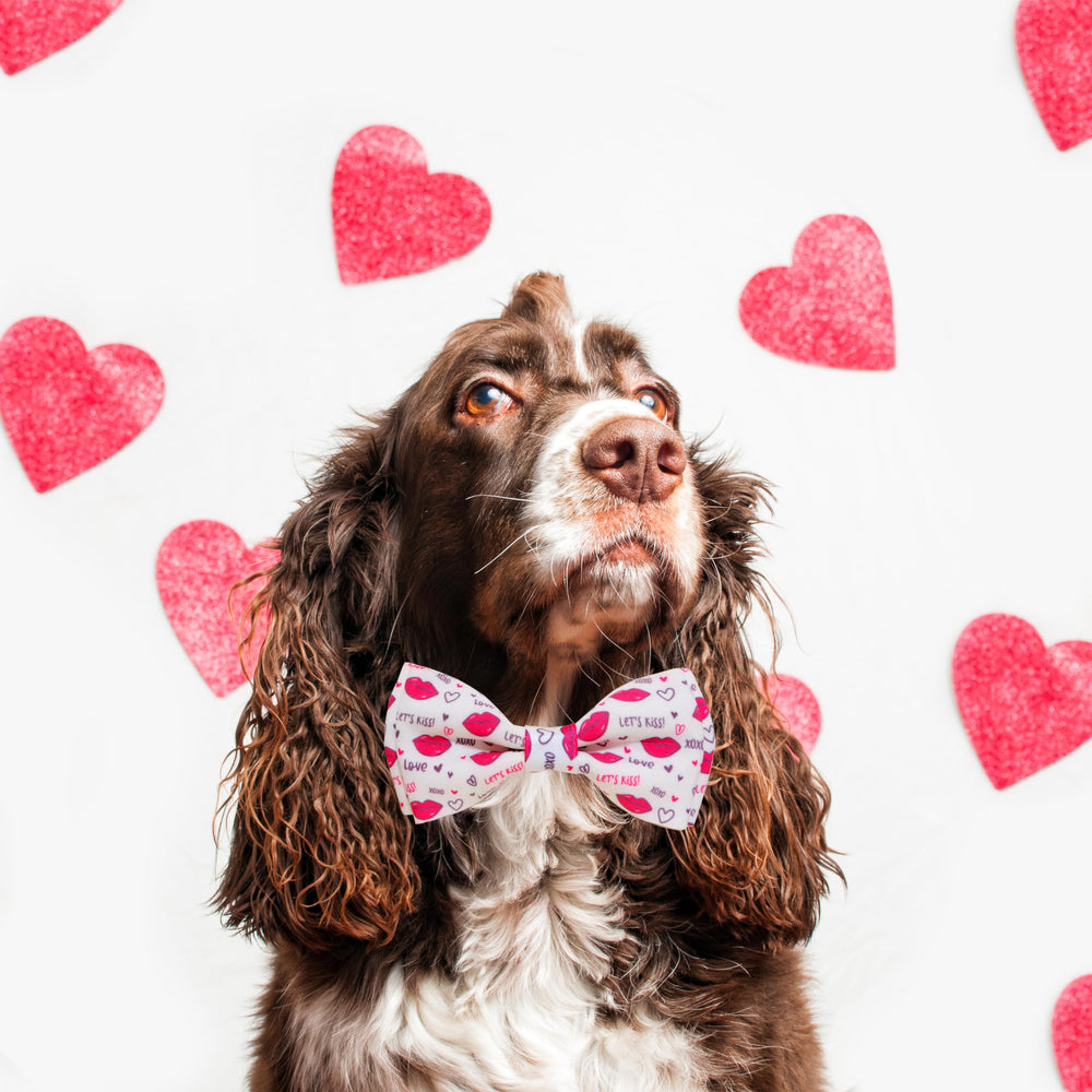 Pohshido Valentine collar adjustable buckle ensures secure, comfy fit