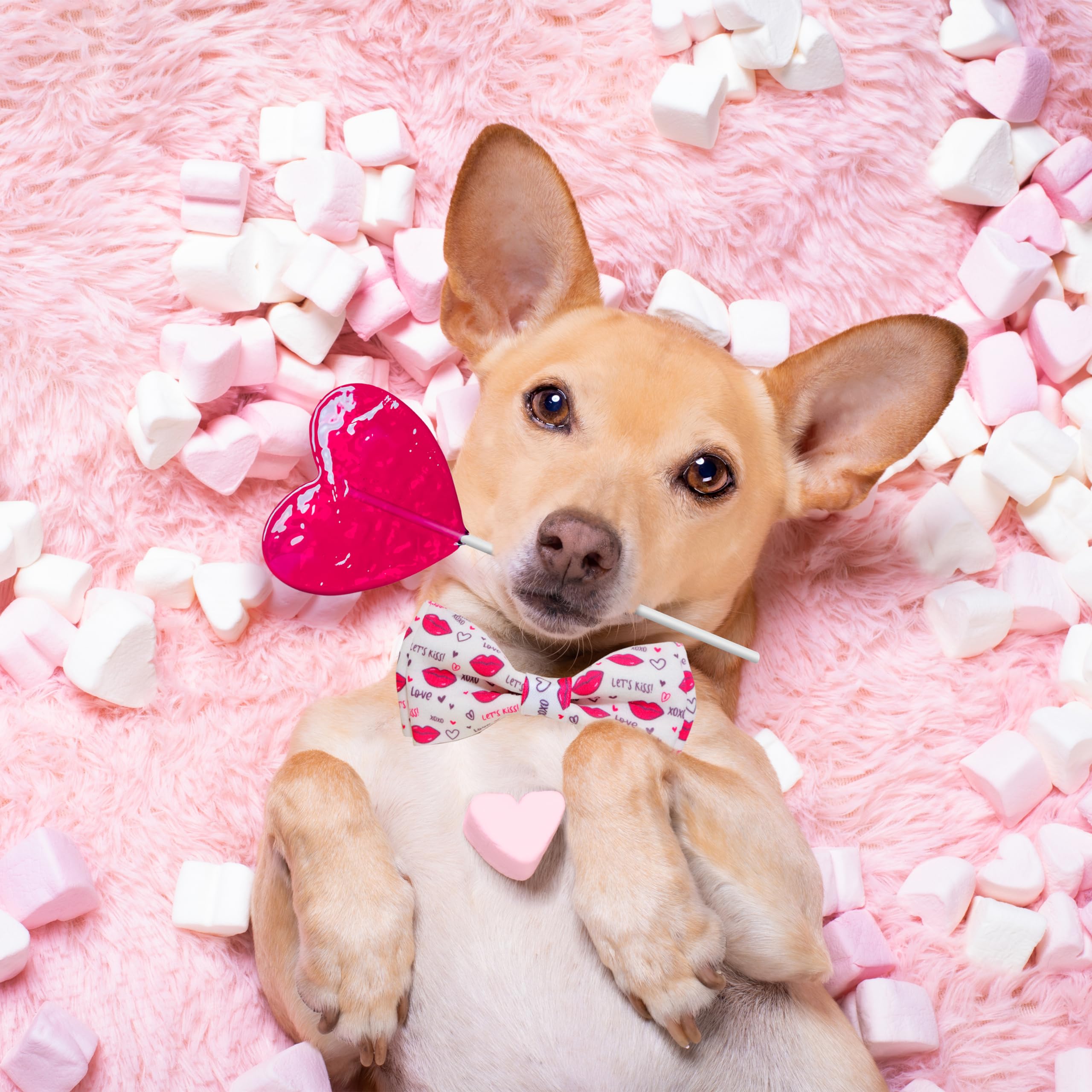 Pohshido Valentine collar and bow set packaged for gifting