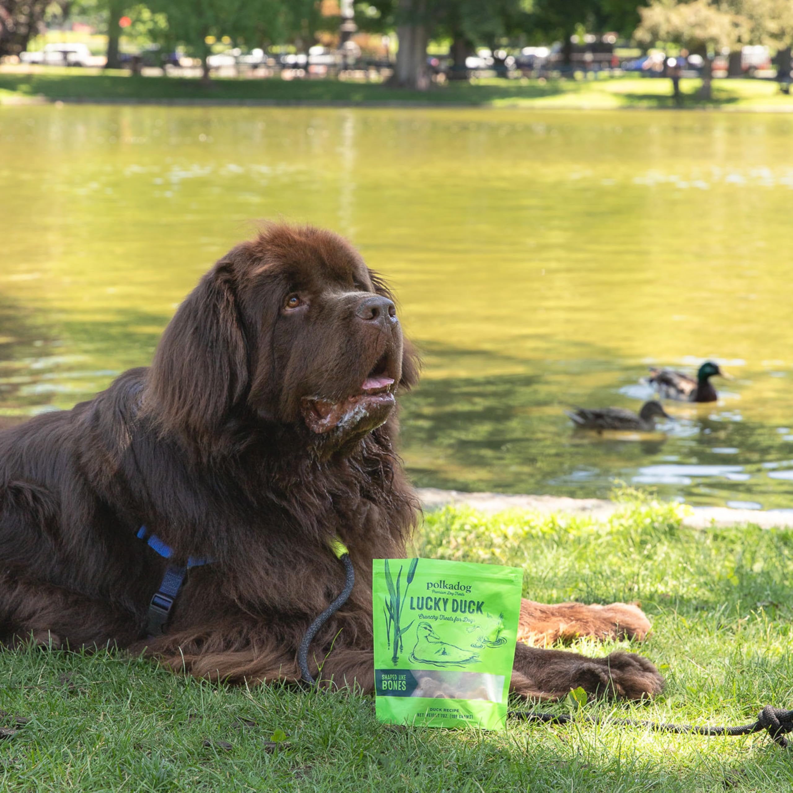 Polkadog Lucky Duck Boston kitchen demonstrates handcrafted, slow-dehydrated processing for quality treats.