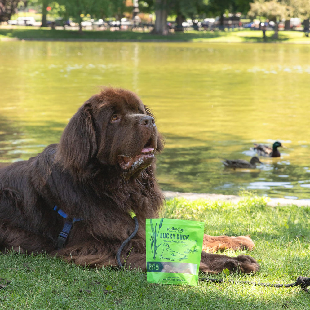 Polkadog Lucky Duck Boston kitchen demonstrates handcrafted, slow-dehydrated processing for quality treats.