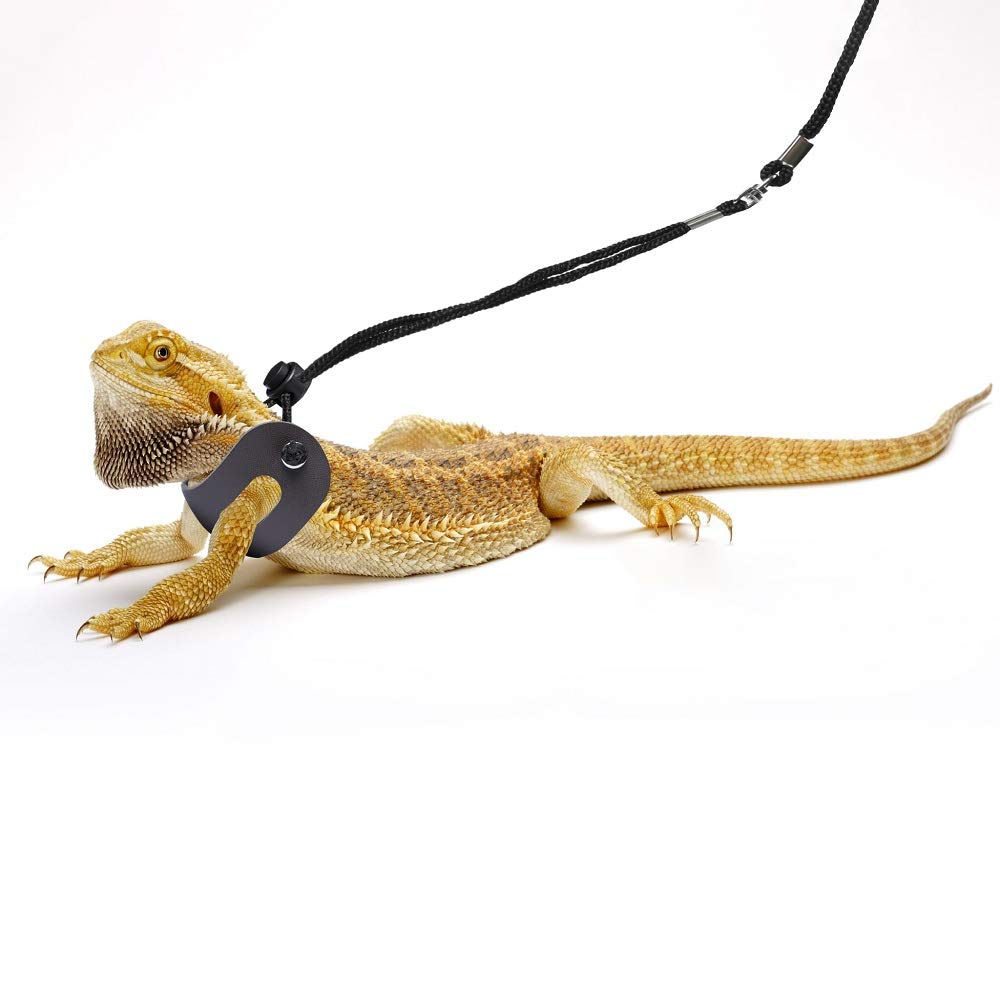 POLKASTORE Bearded Dragon Harness outdoor walk experience with comfort.
