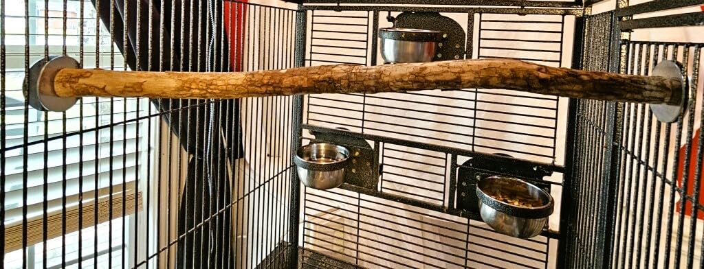 Polly's dragon wood perch texture closeup — sensory wood grain for perching.