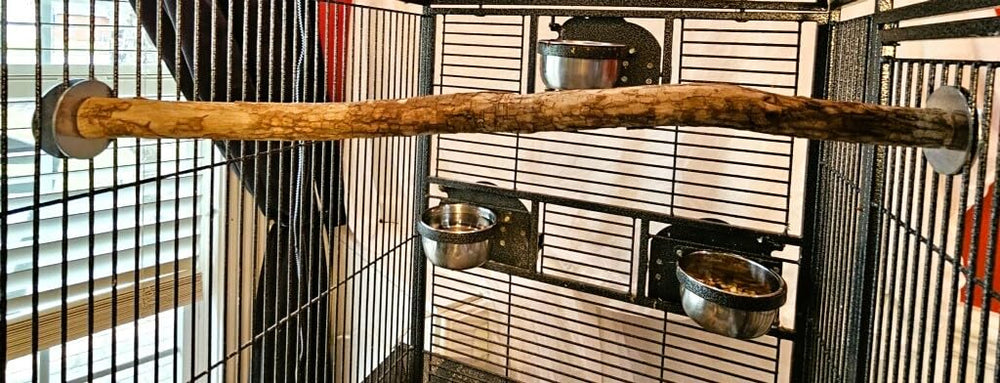 Polly's dragon wood perch texture closeup — sensory wood grain for perching.