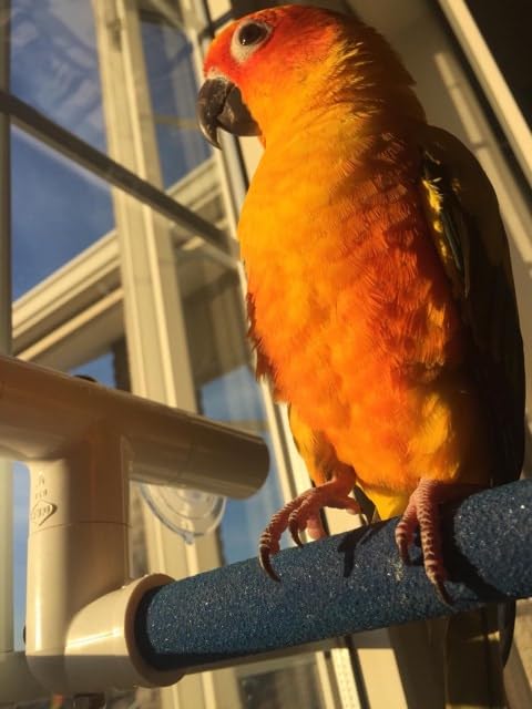 Polly's Sandy window perch small USA-made construction offering reliable mounting.