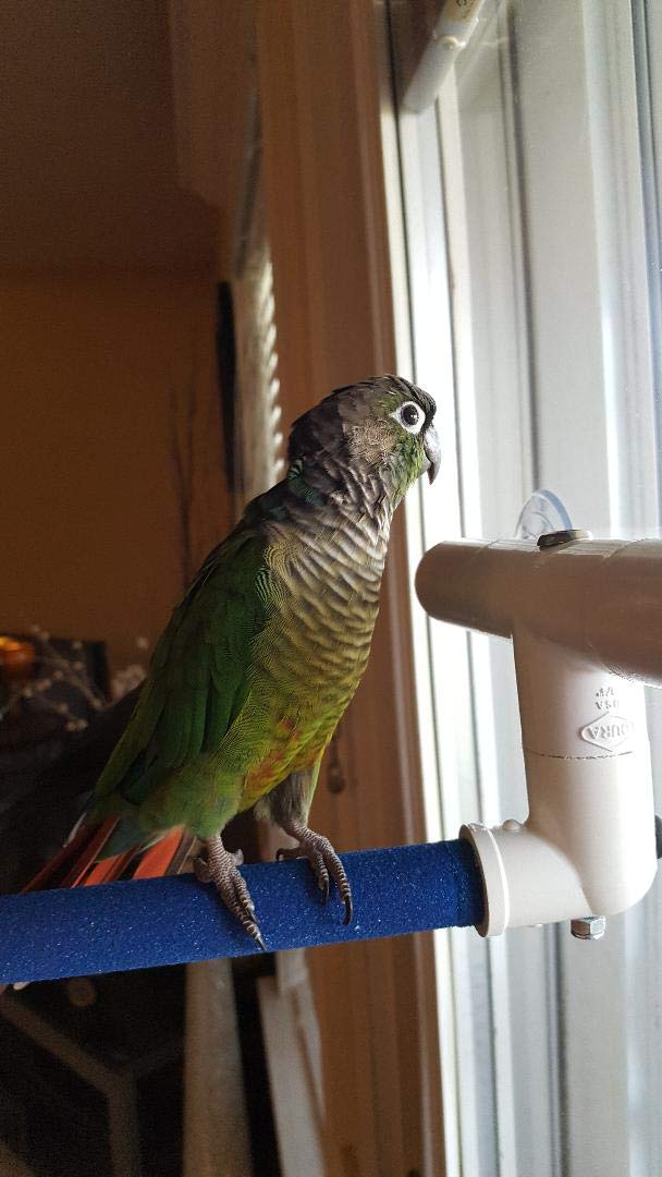 Polly's Sandy window perch small size-guide image showing bird size fit.