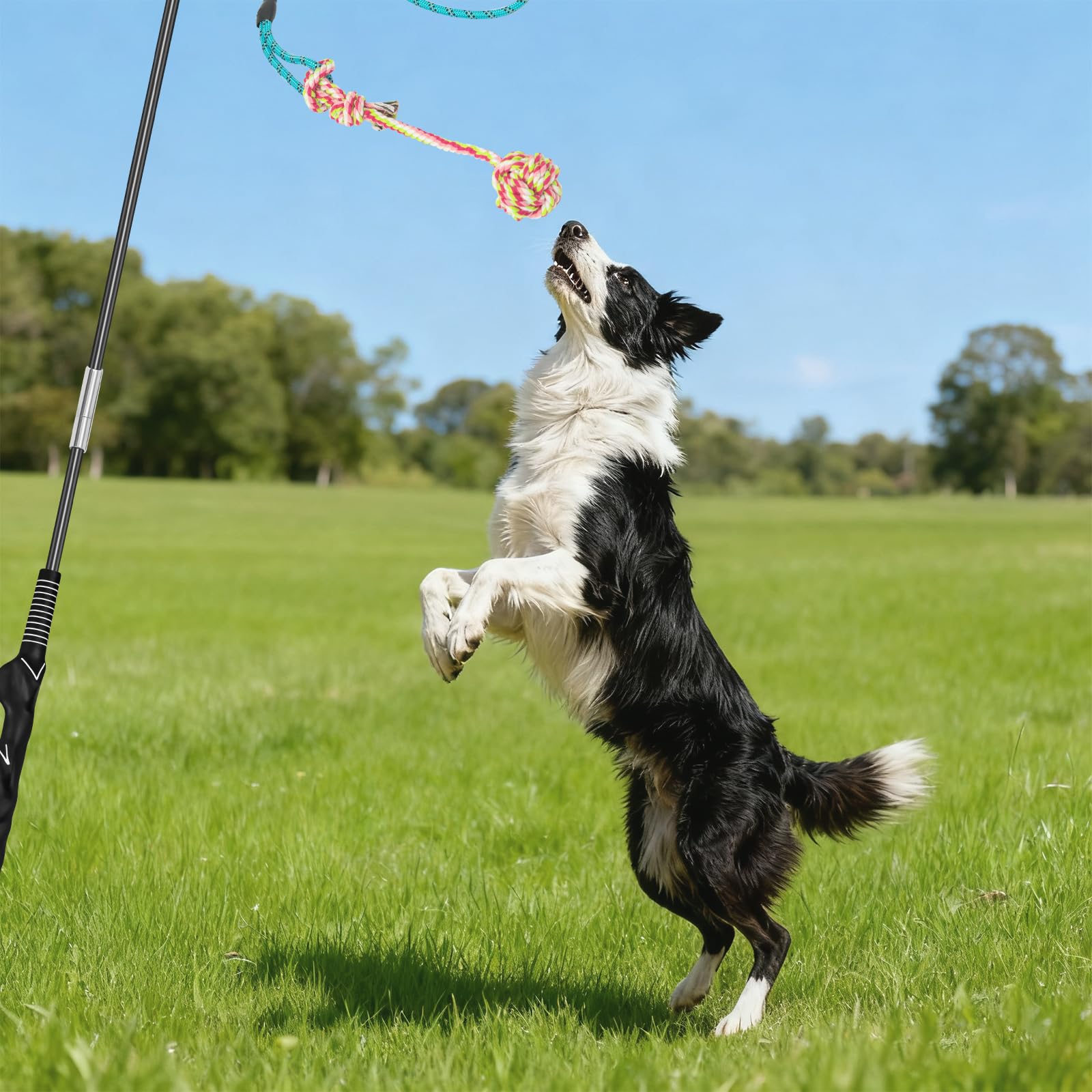 Popoko Flirt Pole small-dog-use is ideal for gentle, focused workouts.