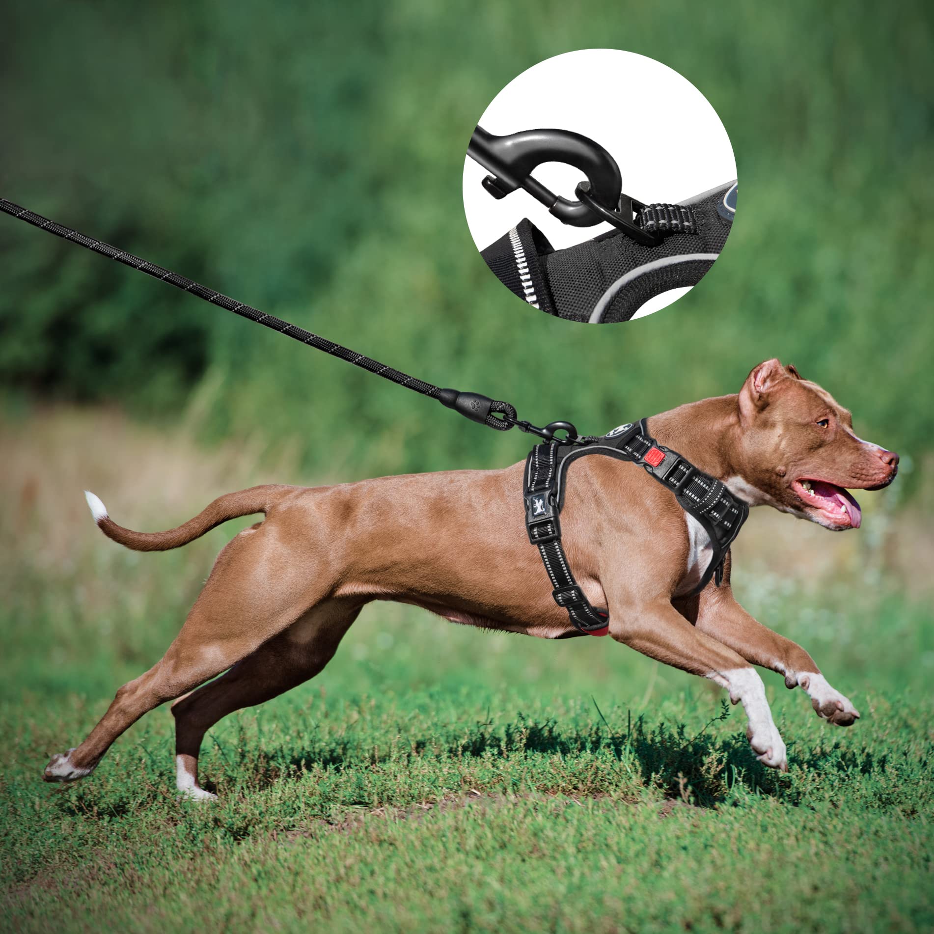 PoyPet harness reflective trim supports safer night-time walks