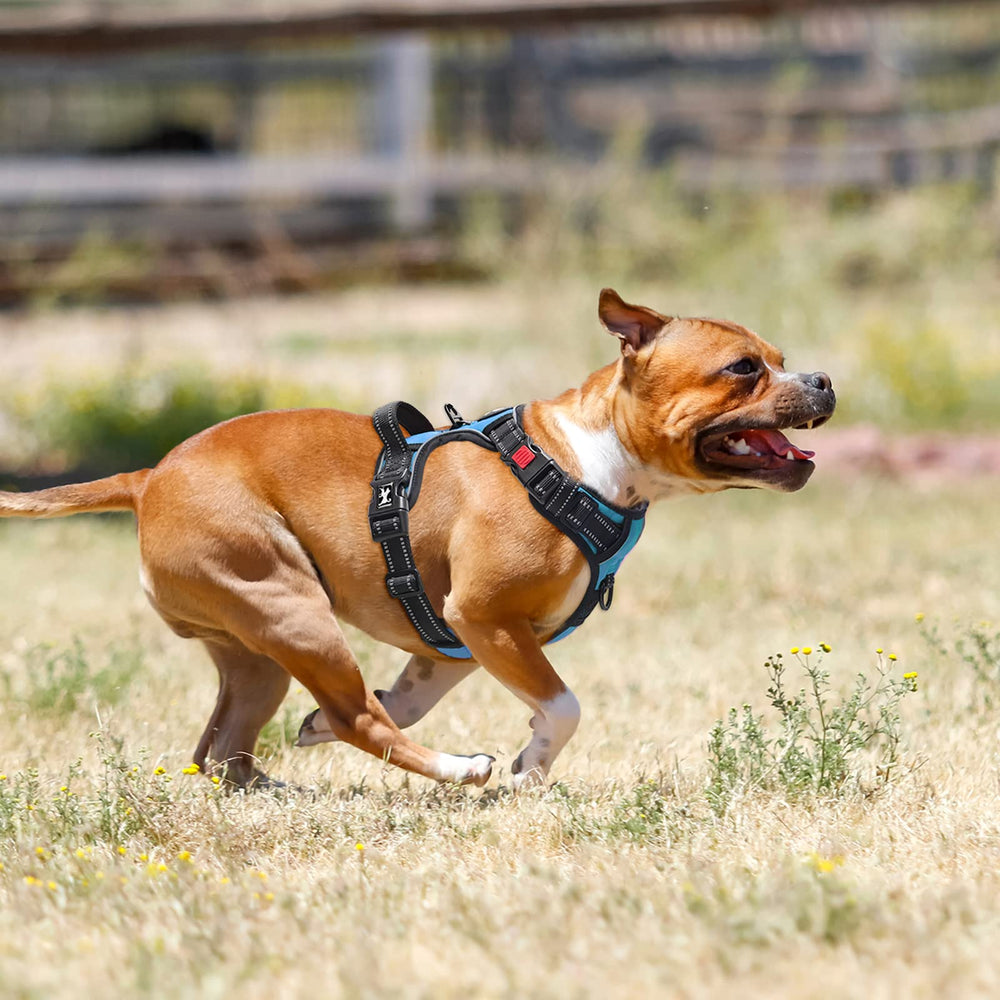 PoyPet quick-snap buckle makes on/off fast without head slipping