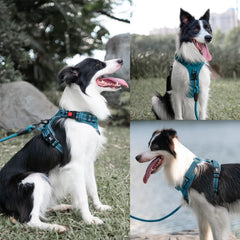 PoyPet Tumalo Teal harness padded handle for quick control in emergencies.