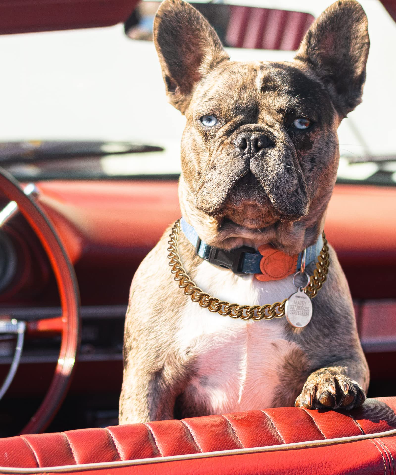 PP COLOR gold chain dog collar 26inch on dog demonstrates adjustable length for secure fit.