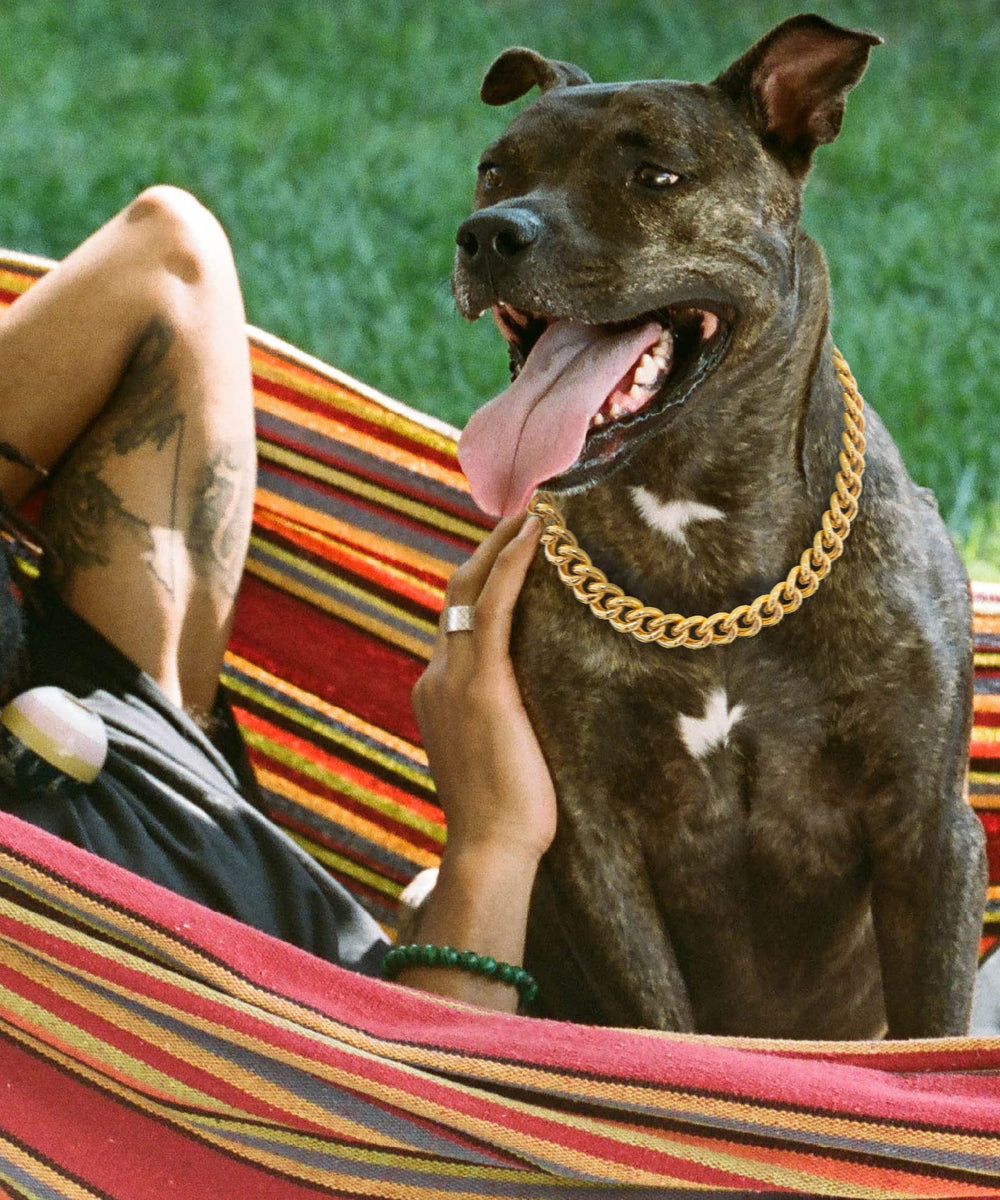 PP COLOR gold chain dog collar bulldog-style wear shows stylish, durable everyday accessory.