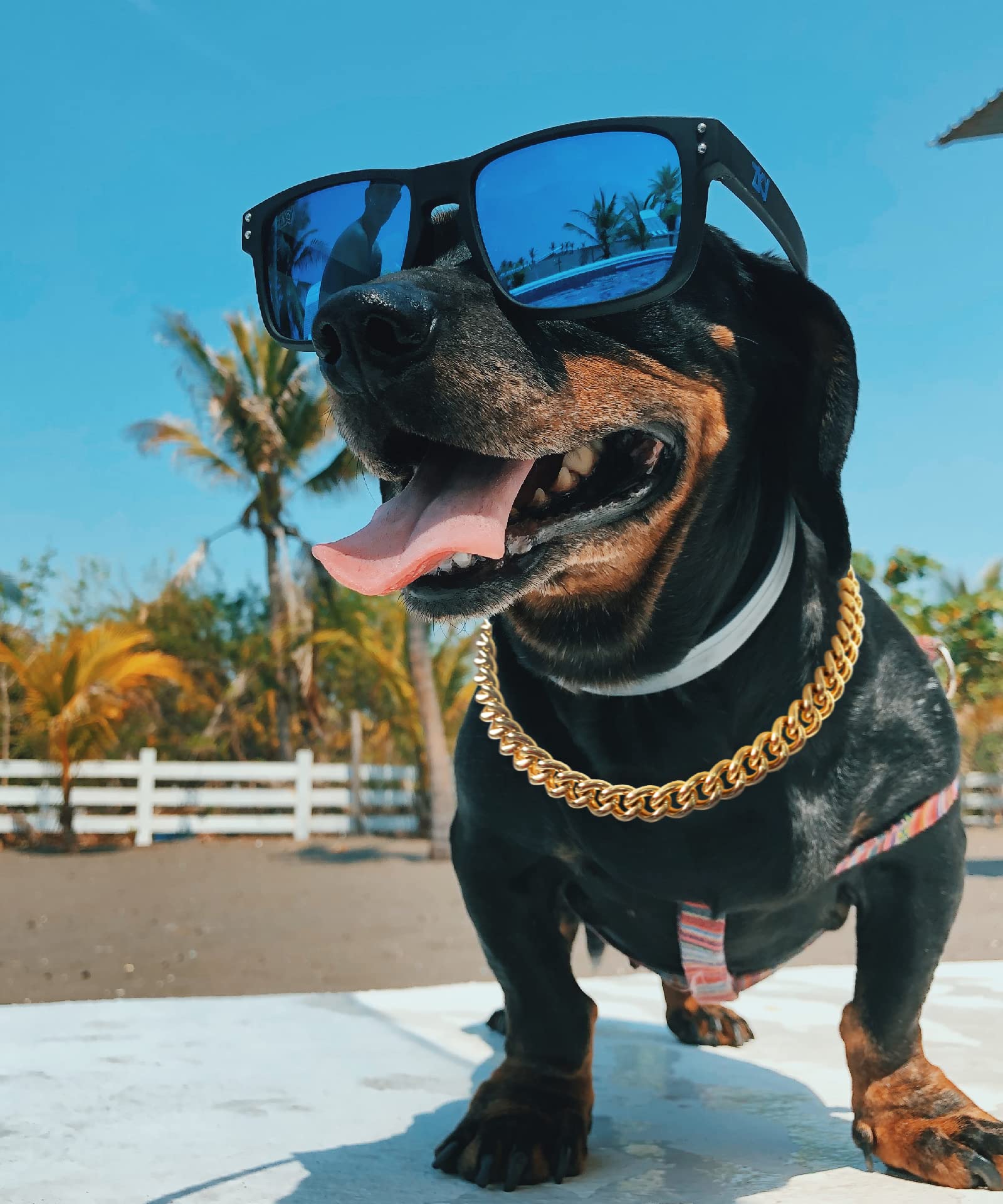 PP COLOR gold chain dog collar bulldog-style wear pairs well with apparel for cute glam look.