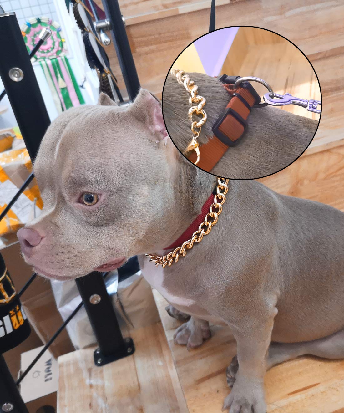 PP COLOR gold chain dog collar packaging box image communicates gift-ready presentation.