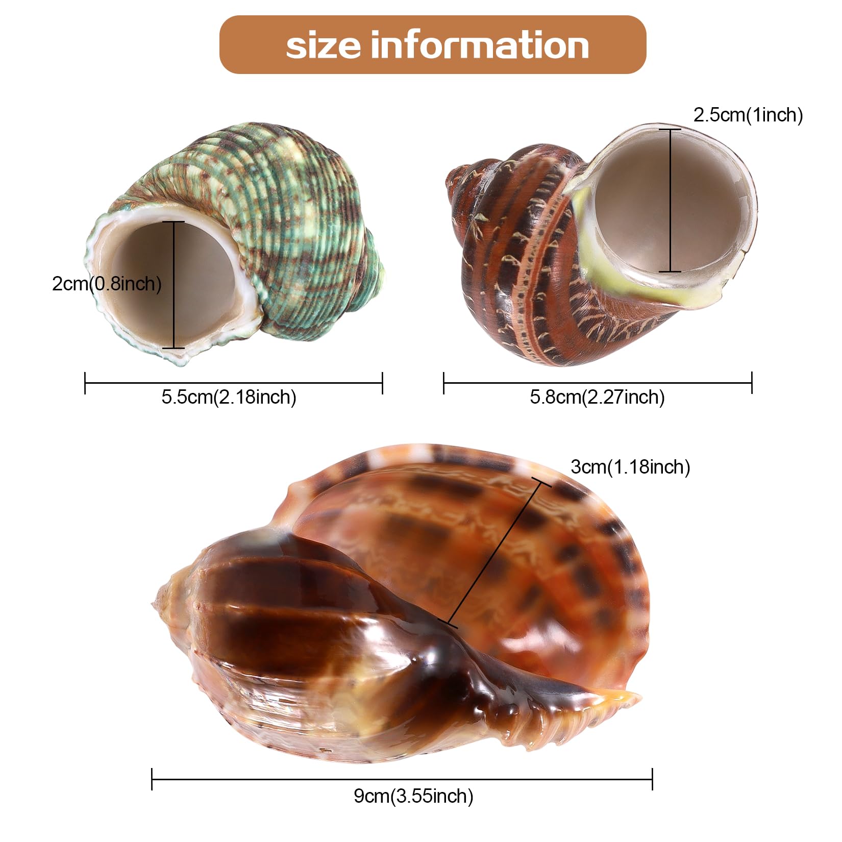 PPCLION shells arranged decoratively showcasing size range and potential for wedding and party themed decor.
