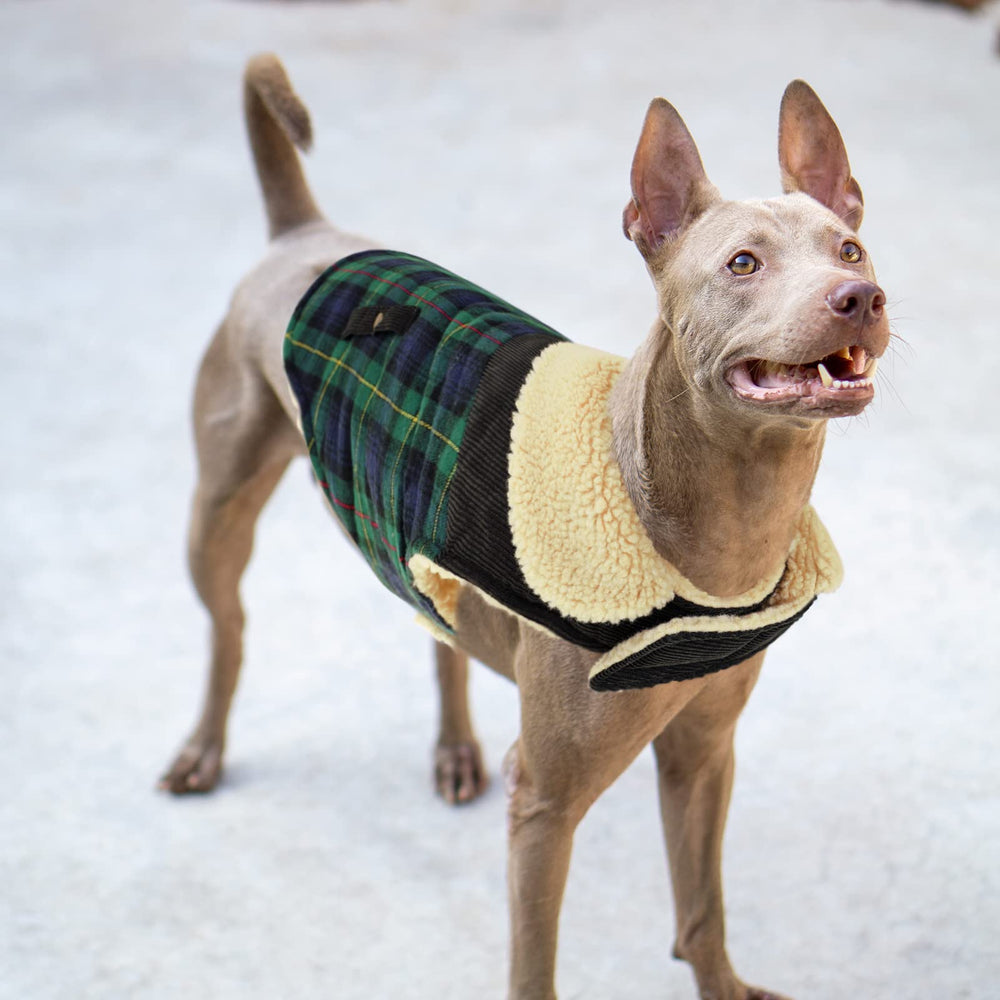 Preferhouse dog jacket green M formal outdoor look for events