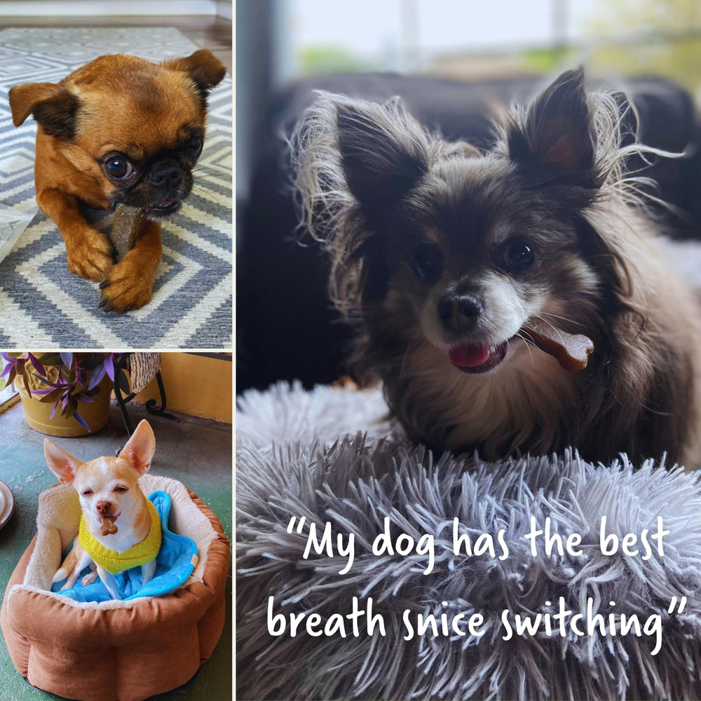 Presidio Earthbones nutrition facts image implies gluten-free vegan ingredients and fiber content.