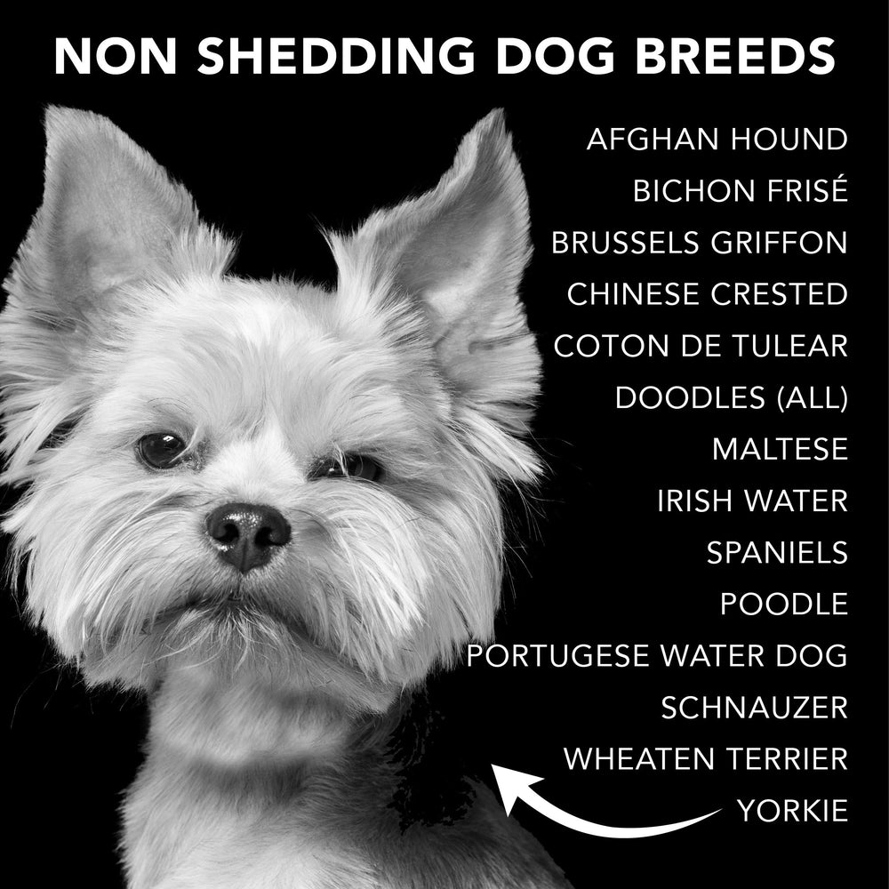 PRIDE AND GROOM luxury dog skincare born in a clean beauty lab.