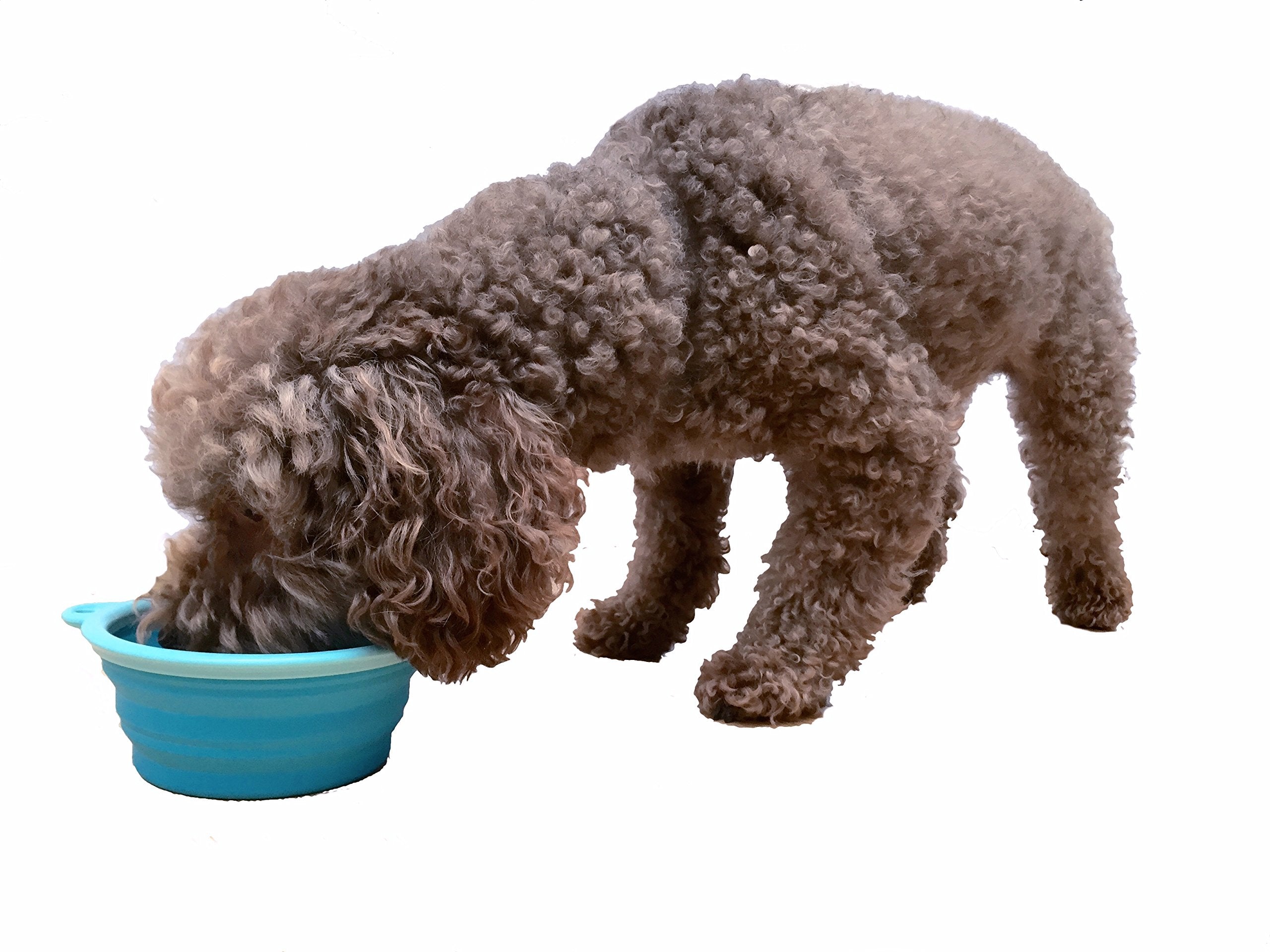 Prima Pets collapsible bowl folded flat for compact storage