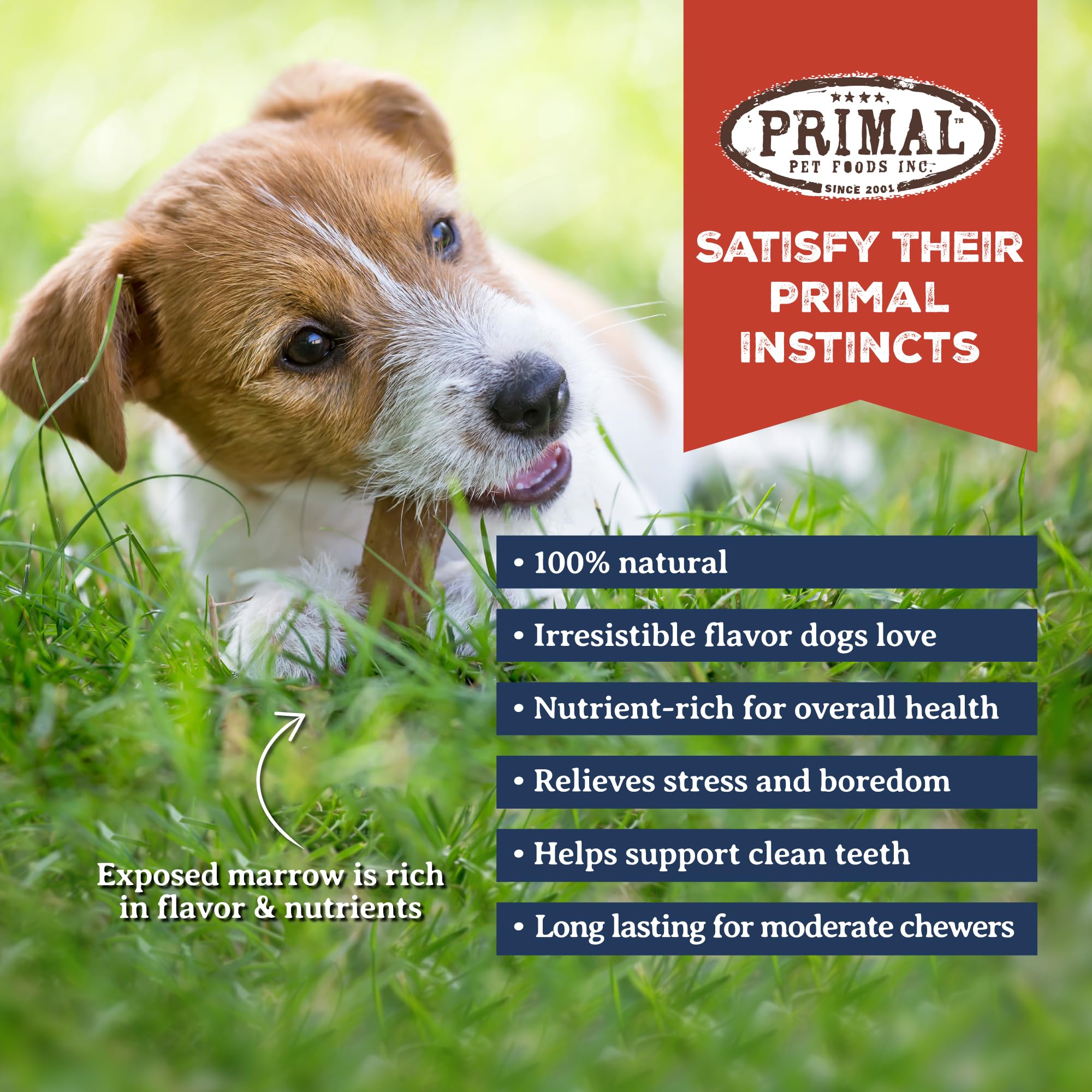 Primal Antlers digestible bone-marrow center visible for canine snacking enrichment